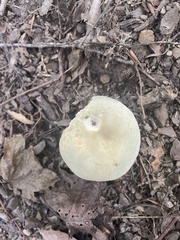 Russula parvovirescens