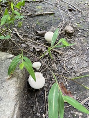 Lycoperdon