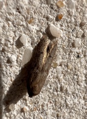 Blastobasis glandulella