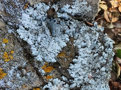 Parmelina tiliacea