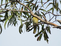Nesoptilotis leucotis