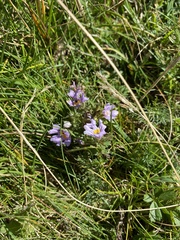 Euphrasia officinalis