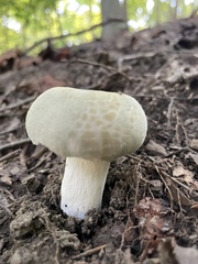 Russula parvovirescens