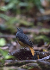 Copsychus pyrropygus