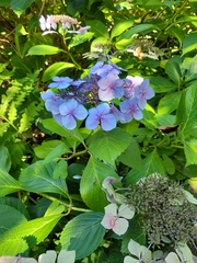 Hydrangea macrophylla