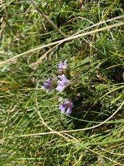 Euphrasia officinalis