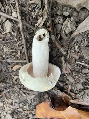 Russula parvovirescens