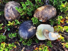 Boletus aereus