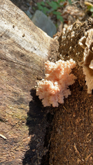 Hericium coralloides