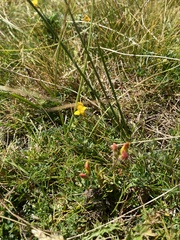 Lotus corniculatus