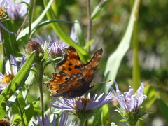 Polygonia gracilis