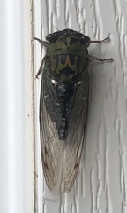 Neotibicen pruinosus