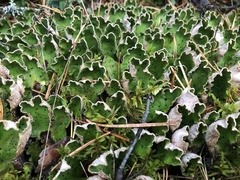 Peltigera aphthosa