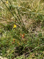 Lotus corniculatus