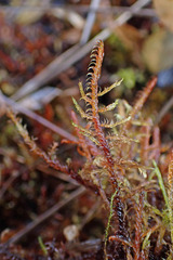 Sarmentypnum exannulatum