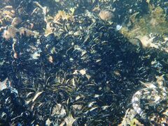Mytilus galloprovincialis