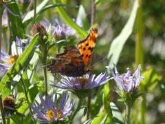 Polygonia gracilis