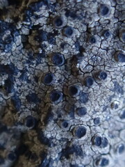 Rinodina