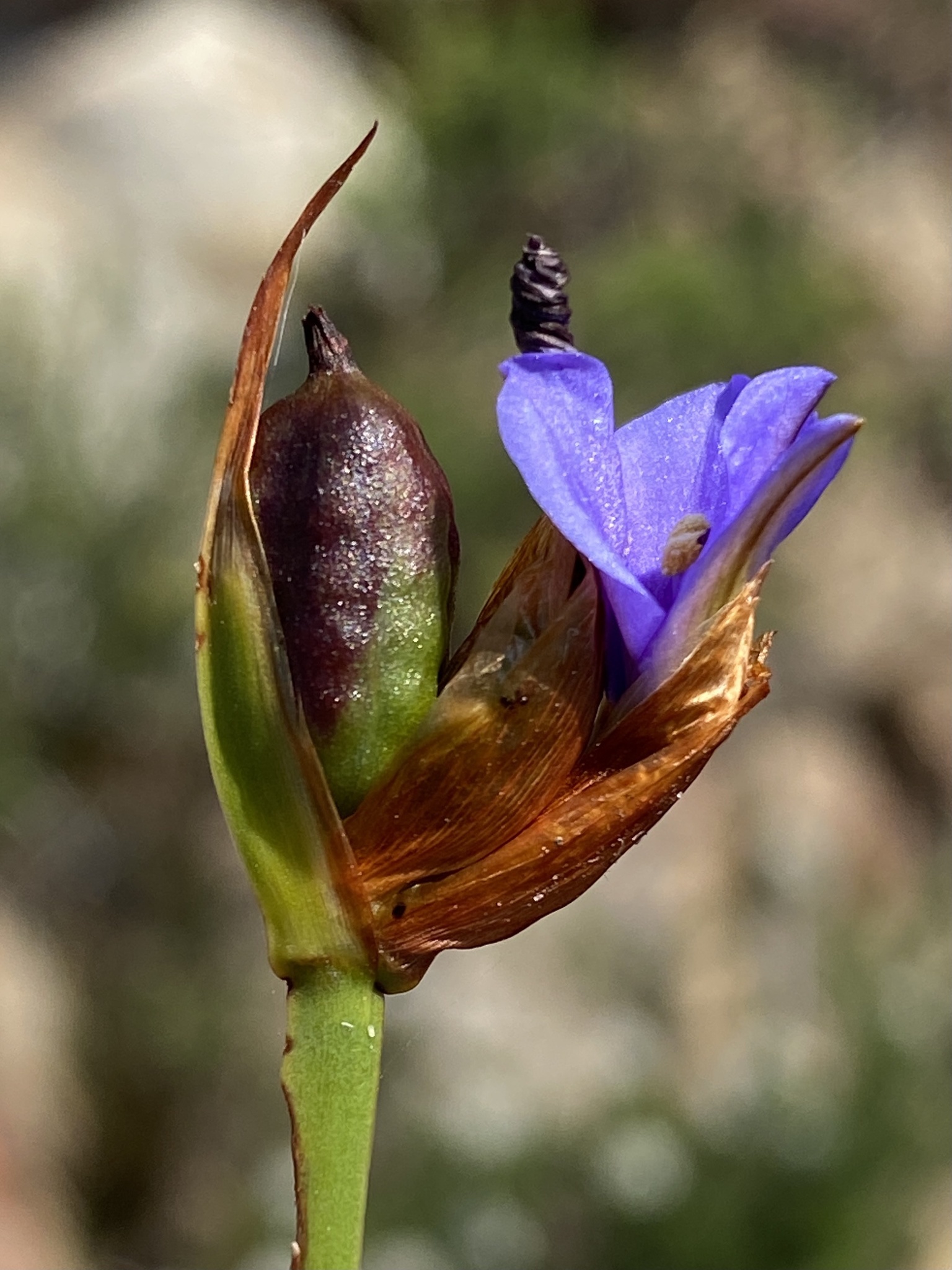 Aristea anceps