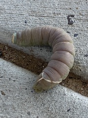 Pachysphinx occidentalis