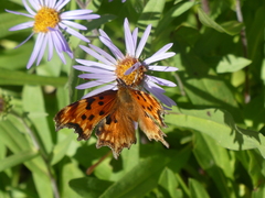 Polygonia gracilis