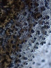 Rinodina