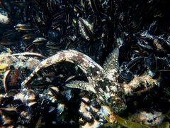 Lipophrys trigloides