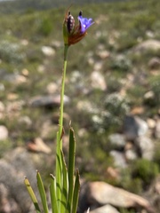 Aristea anceps