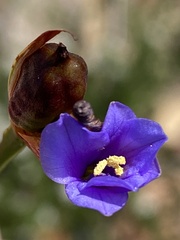 Aristea anceps