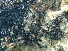 Lipophrys trigloides