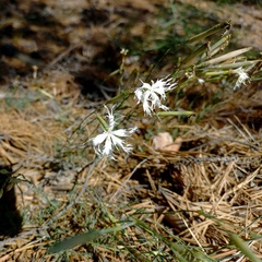 Dianthus arenarius