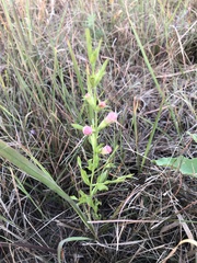 Agalinis heterophylla