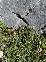 Globularia cordifolia