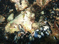 Lipophrys trigloides