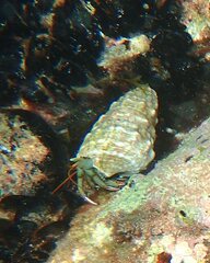 Clibanarius erythropus