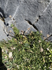 Globularia cordifolia