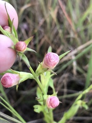 Agalinis heterophylla