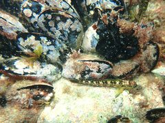 Microlipophrys canevae