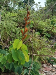 Bauhinieae