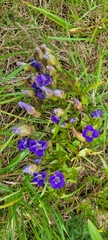Gentianopsis