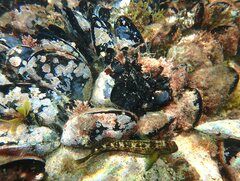 Microlipophrys canevae