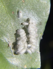 Microgastrinae