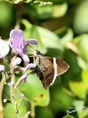 Eudaminae