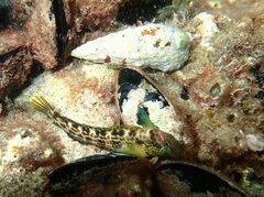 Microlipophrys canevae