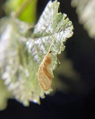 Hemerobius