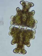 Euastrum humerosum