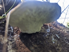 Fomitopsis pinicola