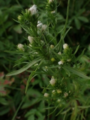 Symphyotrichum ciliatum