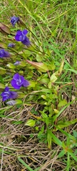 Gentianopsis