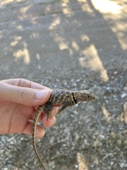 Sceloporus uniformis